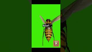 The Secret Life of Hornets Fascinating Facts! #WildlifeWorld #InsectLife #InsectKingdom #BugLife