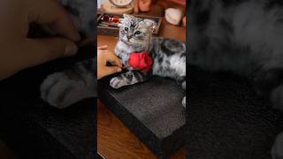 Best pet clone gifts ❤️https://www.pethandmade.com/products/plush-replicas-of-pets #cat #dog #art