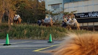 謎の動物に遭遇⁉️ゴールデンレトリバー
