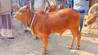 @আজ ১৩ জানুয়ারি | প্রচুর চাহিদা সম্পন্ন শাহীওয়াল  ষাঁড় গরুর দাম | আমবাড়ী গরুর হাট |দিনাজপুর |