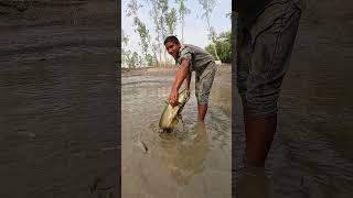 Big Catfish Catching Video From Muddy During Dry Season #bigfish #fish #fishingvideo #catfish