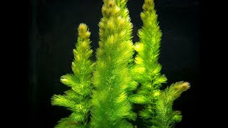 Hornwort