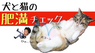 犬と猫の肥満【獣医師解説】これで解決！