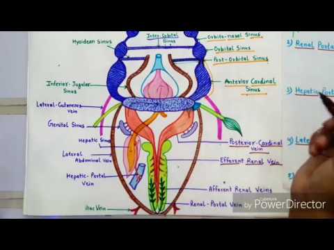 Venous System Of Scoliodon