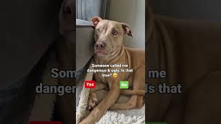 66 Is it! #dognation #dogsofinstagram #fyp #dog #instadog #staffy #doglover #puppy #mixedbreed #dogs