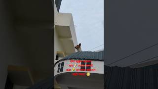 12 July 2024dogs 🐶funny videos 😂#shorts #dog #comedy #streetdog#doglover