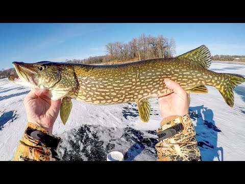 Early Ice And The Pike Were Hungry!