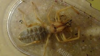 Solifugae (Camel Spider)