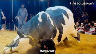 Fine Cattle Farm 2025 - King Of Asia - Jameel Memon Cow Mandi 2025 - Bakra Eid 2025 @cattlecrazepk