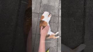 Funniest cat video 2024 #cats #shorts 🐱 Part 125