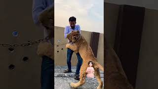 #tigershroff #tigerforce #dangerous #tigerwoods #
