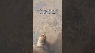 Stray Cat Camera! (emotional)