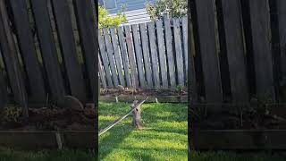 garden #finished garden #canada #gardening #shortvideo #garden #shortsfeed #naturelovers #viralvideo