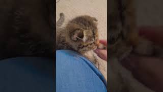 #funny #fuunycat #fuunycatsvideos #fuunyshorts #fuunycomedy #fuuny_cat#youtubeshorts #youtube#shorts