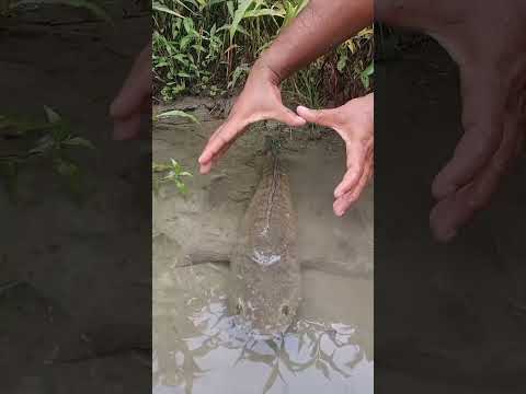 😍Urban Fishing Prodigy: Watch This Boy Catch Fish by Hand in the City Pond! #shortvideo #funnyshorts