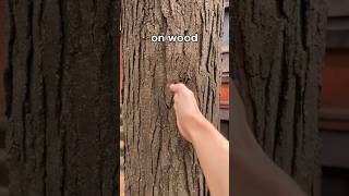 How I Train the 1 Inch Punch
