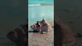 Ocean Waves #oceanwaves #oceansounds #relaxingsound #ocean #shorts