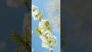 Exploring the World of Beautiful Flowers | Part 1 | Epic Nature #shorts #epicnature #nature #flowers