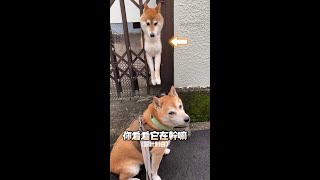 卡住的柴柴 同伴似乎習以為常XD｜#寵物雲 #shorts