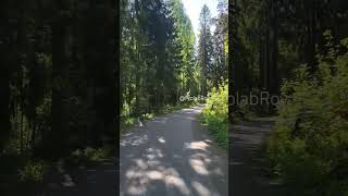 Deep Forest #travel #nature #forest #travelshorts #scenicviews #reels #shortsvideo #shorts