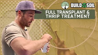 BuildASoil: Full Transplant, IPM, and Clone Prep // Day 28 Update + Thrip Treatment (Episode 04)