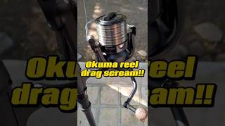 Okuma reel drag scream!! #shorts