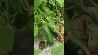 Gherkins production in Polyhouse #gherkin #cucumber