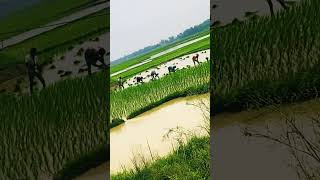 #গ্রামের চাষ#villagenature#shortvideo#statusvideo#popular#trendingshorts#viralshort#villagevlog