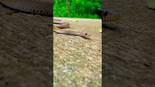 COMMENT SNAKE NAME 👈🐍 #snakelove