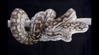 Inland carpet pythons
