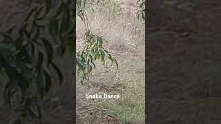 7 August 2024 snake dance