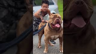 high quality American bully #americanbully #shortvideo #dogvideos #chandigarh #shots