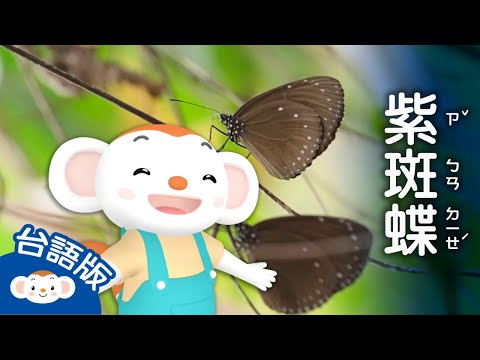 【看樂樂TV學臺語】紫斑蝶｜小行星樂樂TV