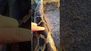 #snake #snakes #snakesofinstagram #snakebites #snakeskin #snakesofig #snakelover #cornsnake