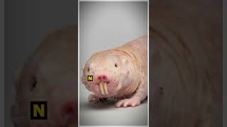 Top 10 Cleanest Animals in the World 🌍🛁 #top10 #top10lists #shortsvideo