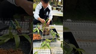 growing orchid plant with great simple ideas #orchid 🌵🍀🌿🌸🌱