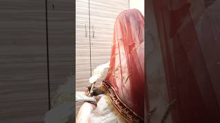 Nikah mubarak❤️🤲 ( Bushra Ibrahim Khan) #bushkhan #viral #trendingshorts #trending #bride #wedding