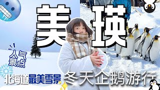 CUTE PENGUIN IN HOKKAIDO 🐧🇯🇵  Day Tour ❄️ Asahiyama Zoo, Biei Christmas Tree, Furano Ningle Terrance