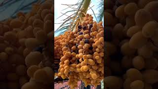 manfaat kurma untuk kesehatan #manfaatkurma #kurma #buahkurma