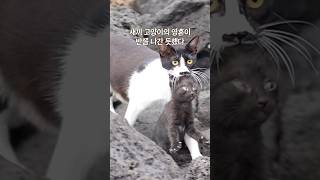 이사가 서툰 딸 고양이 #제주도바다 #고양이 #cat #길냥이