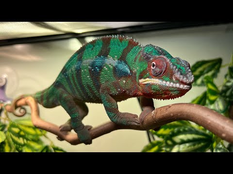 New terrarium for the chameleon