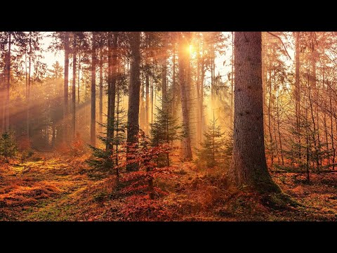 Autumn in the Forest │ Relaxing Ambient Music