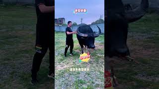 醒狮斗牛城牛王快讯——高山战神，来自黔东南凯里市，牛龄不大，体型2400斤左右，参加过多次民间赛事，也获得过多个名次，今年初在华凯斗牛场获得一个第三，蒿之平牛王争霸赛获得一个亚军，功夫侧抠，外型非常
