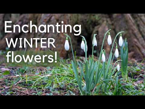 Snowdrops in your garden - where, when and how to plant for success...