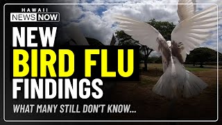 Survey found bird flu a concern, but Hawaii flock owners unaware of prevention