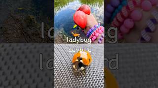 Pond Learning Fun | Bug Insect Names for Kids: Cicada Caterpillar Spider Ladybug Bee