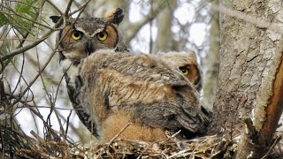 GREAT HORNED OWL FAMILY