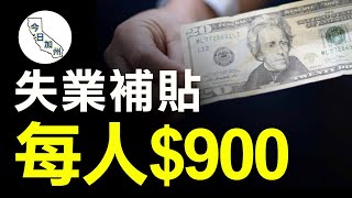 加州本週開始發放$900失業救濟金
