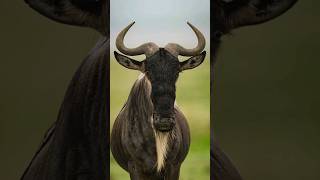 Wildebeest | Pelaku Migrasi besar besaran melintasi savana Serengeti