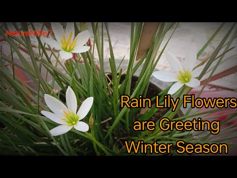 Rain Lily Flowers are Greeting Winter Season in my Balcony Garden | Rain Lily plant@NatureNWe_7